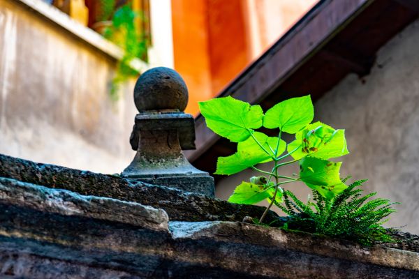 A plant growing on an old roof