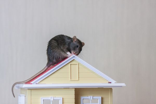 A rat sitting on a roof of a small plastic house mockup